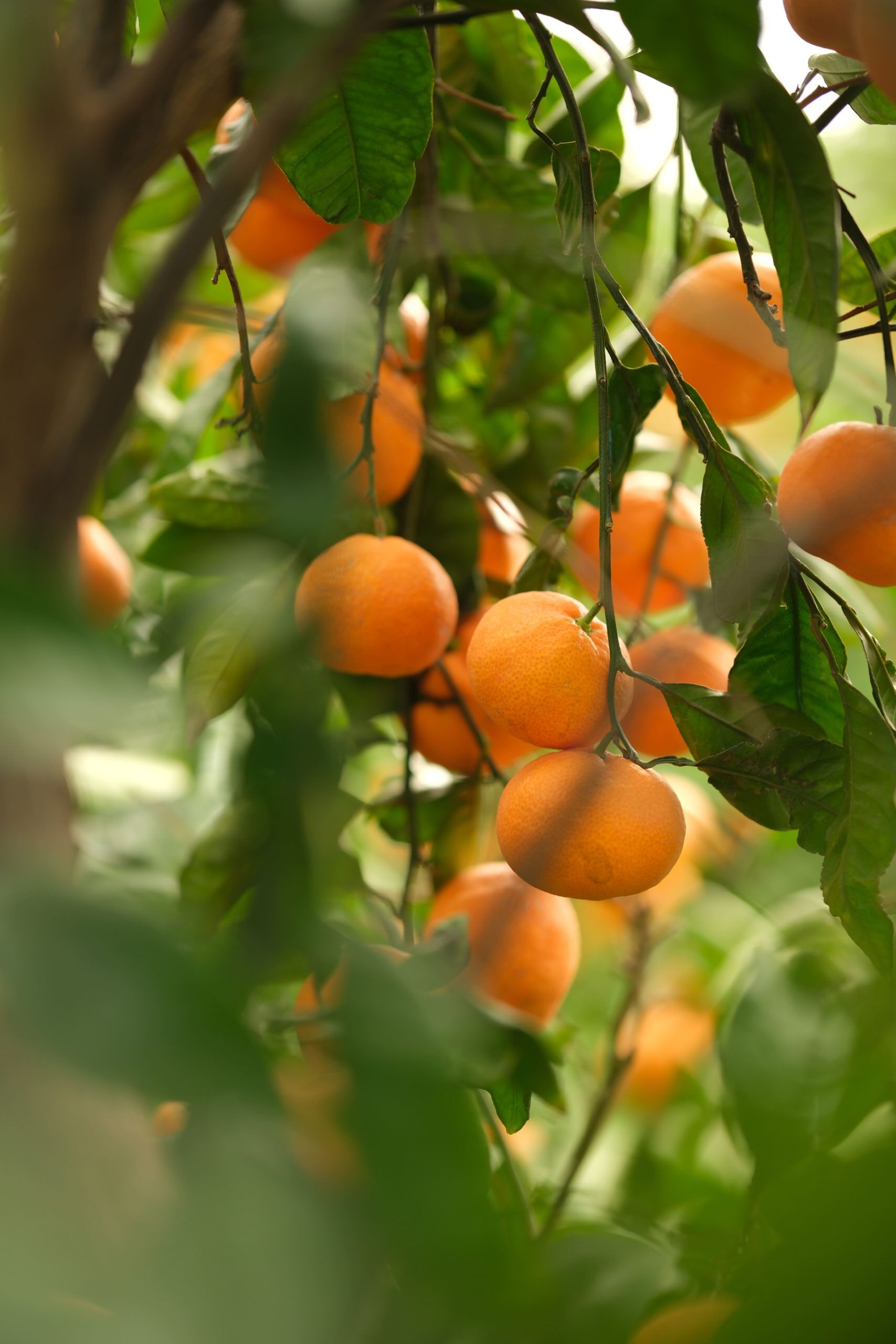 İzmir Mandalinası Neden Dünyada Bu Kadar Değerli? İzmir mandalinası, aroması, ince kabuğu ve dengeli şeker–asit oranıyla dünya pazarlarında ayrıcalıklı bir yere sahiptir.